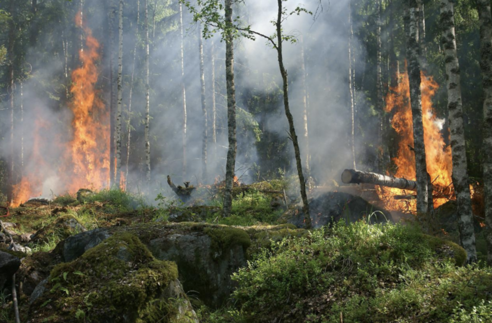 В Башкирии появилась новая спецтехника, направленная на борьбу с лесными пожарами