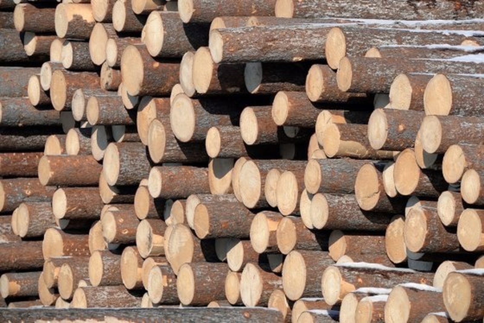 Семьи погибших участников СВО из Башкирии получат древесину в приоритетном порядке