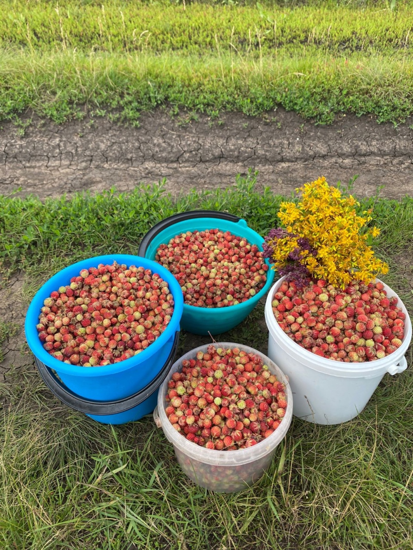 Еләк йыя уңғандар