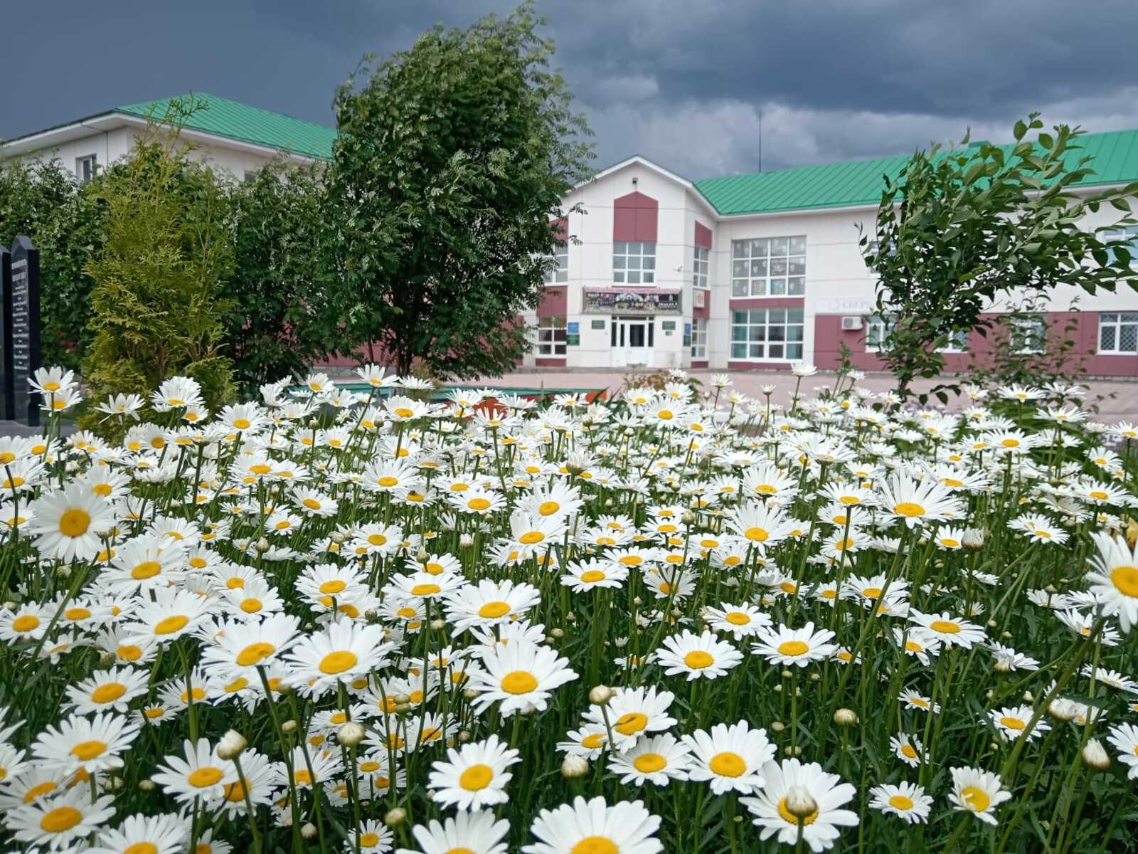 Ҡоро ҡашыҡ ауыҙ йырта