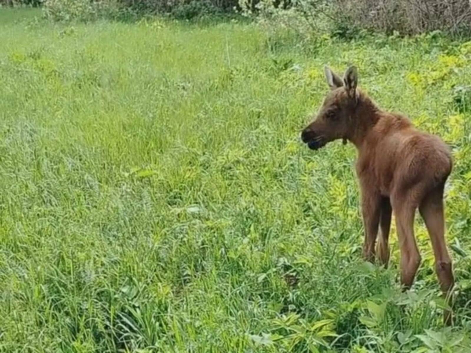 В Башкирии обнаружили одинокого лосёнка: мать звереныша ищут