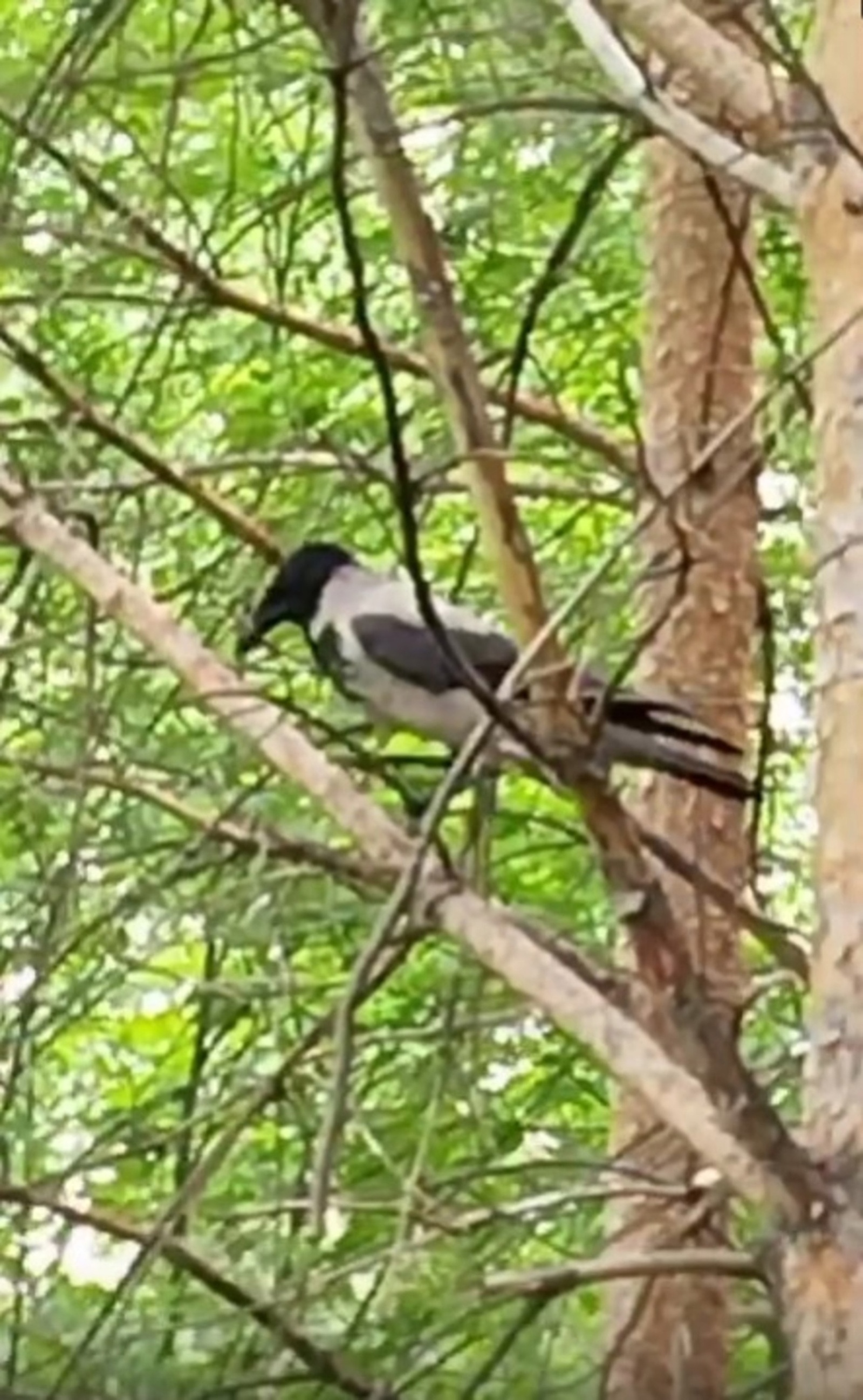 В селе Башкирии попросили не посещать парк из-за агрессивных ворон