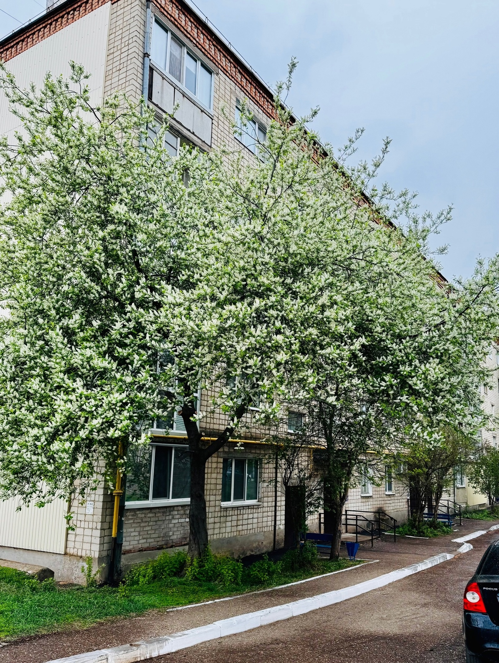 Күмертауҙа муйыл сәскә атты