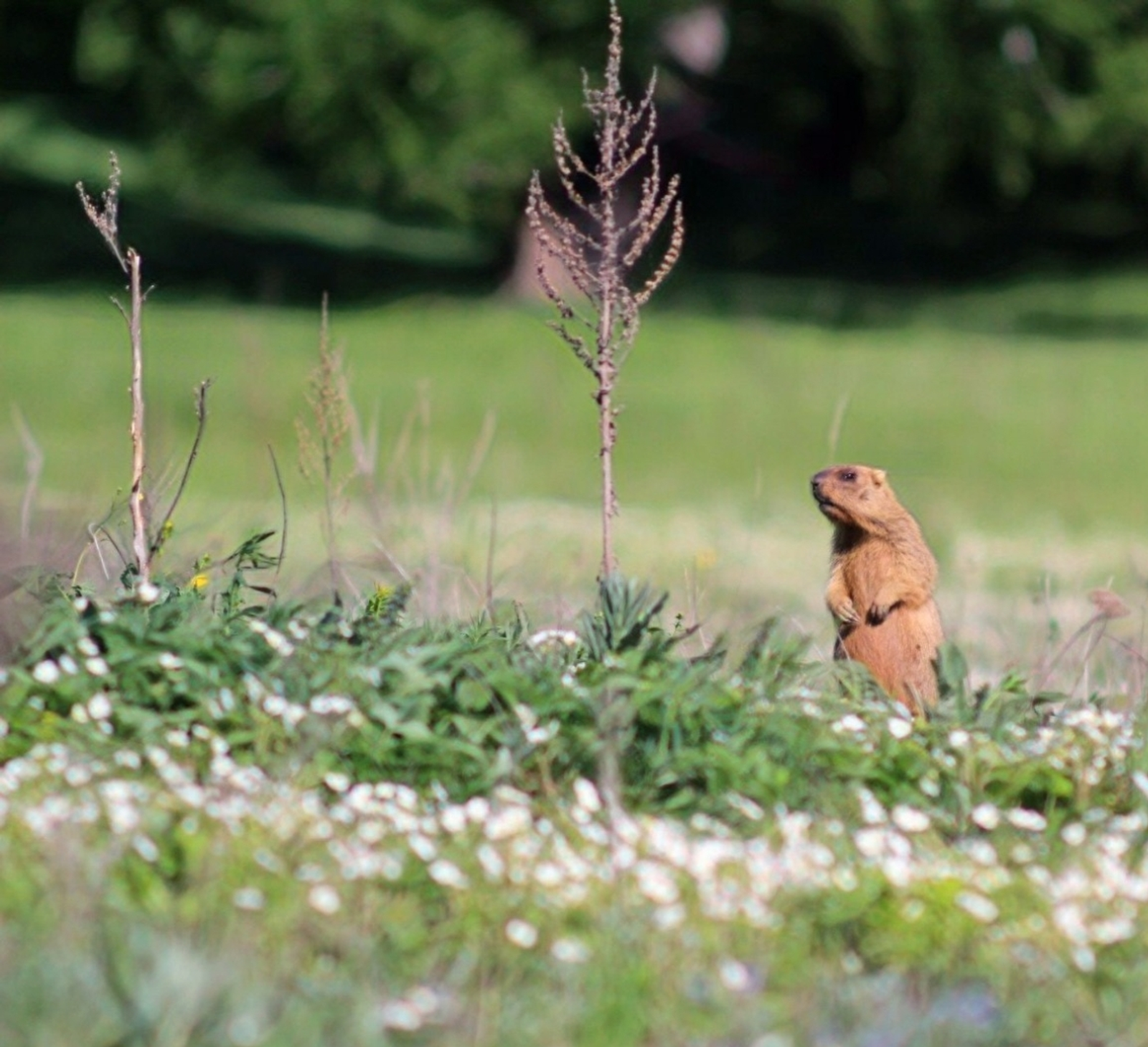 В Куюргазинском районе проснулись сурки и суслики