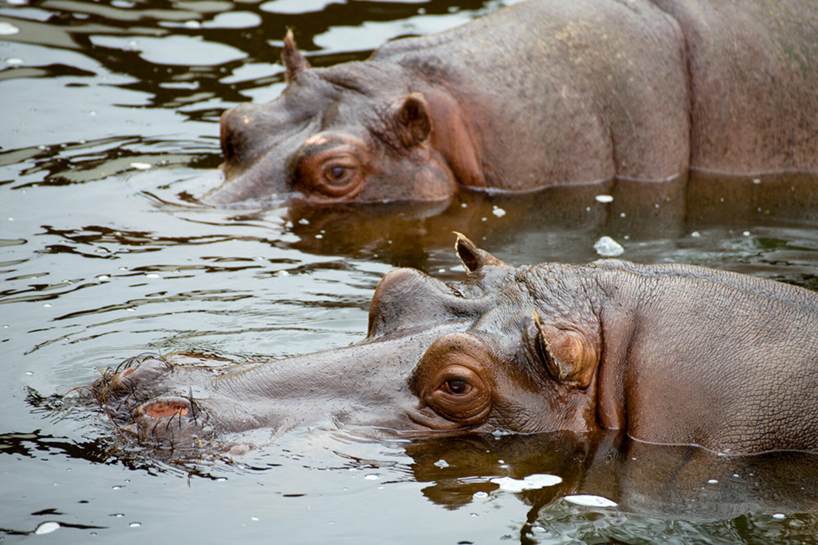 Два бегемота в зоопарке заразились коронавирусом