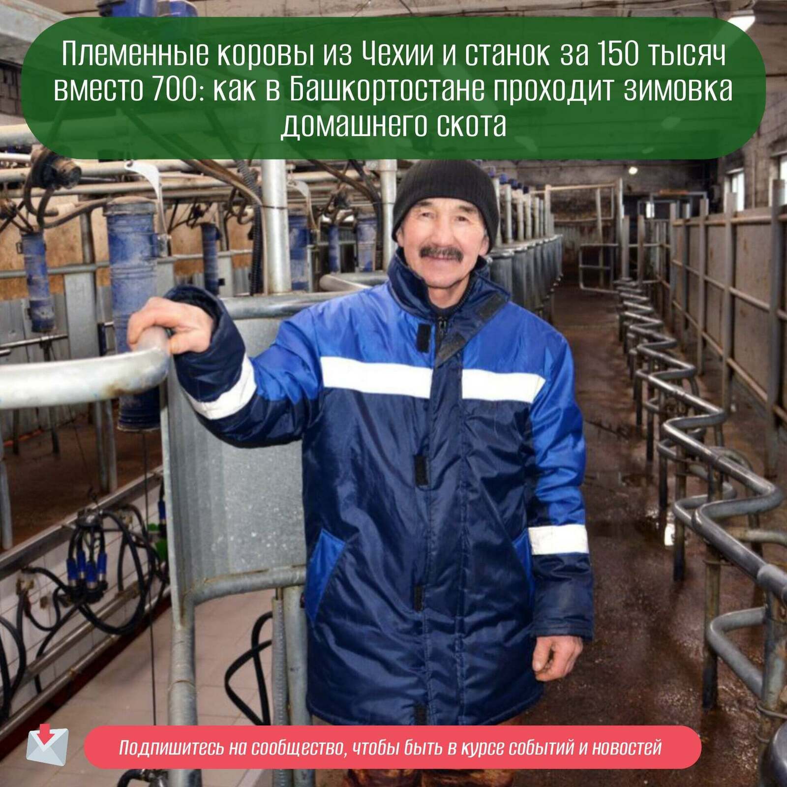 Племенные коровы из Чехии и станок за 150 тысяч вместо 700