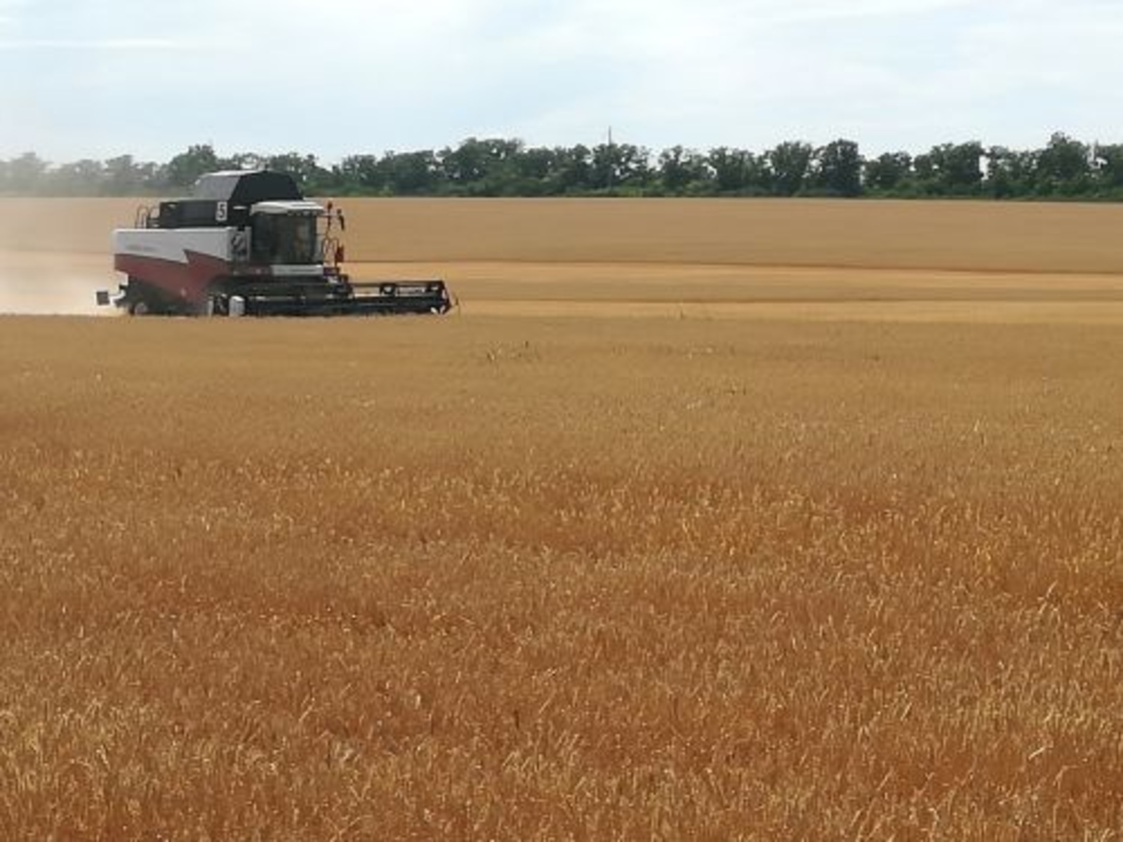 Урожай зерна в России «нарисовали»: Зерновой союз пожаловался на «приписки»