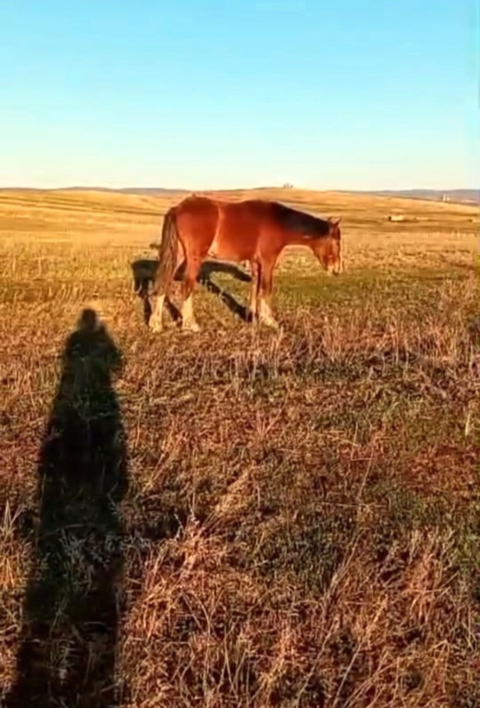 Яманһарыла ат юғалған