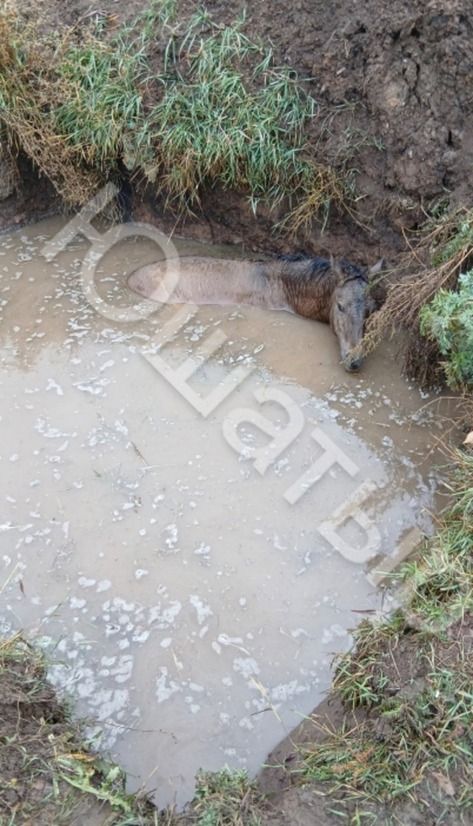 Соҡорға ҡолон төштө