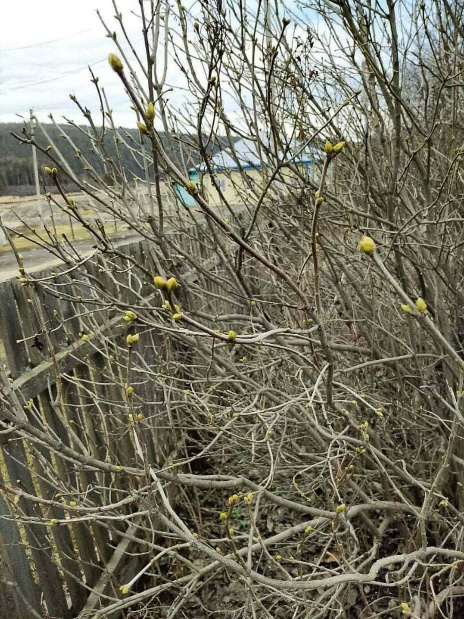 В Башкирии в первый день зимы на кустах сирени начали распускаться почки