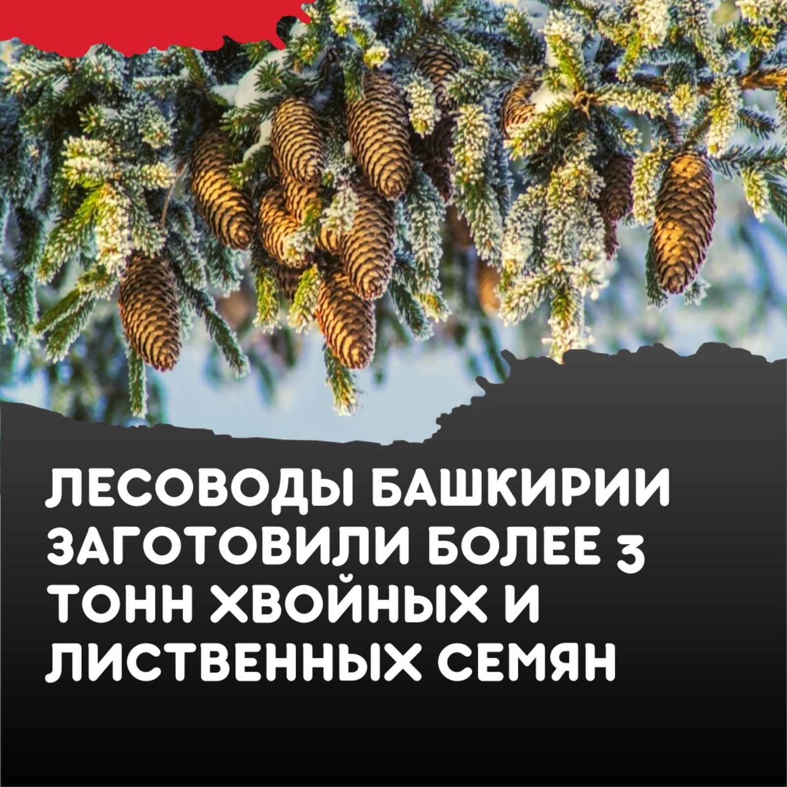 Лесные хозяйства Башкирии заготовили 3,2 тонны семян