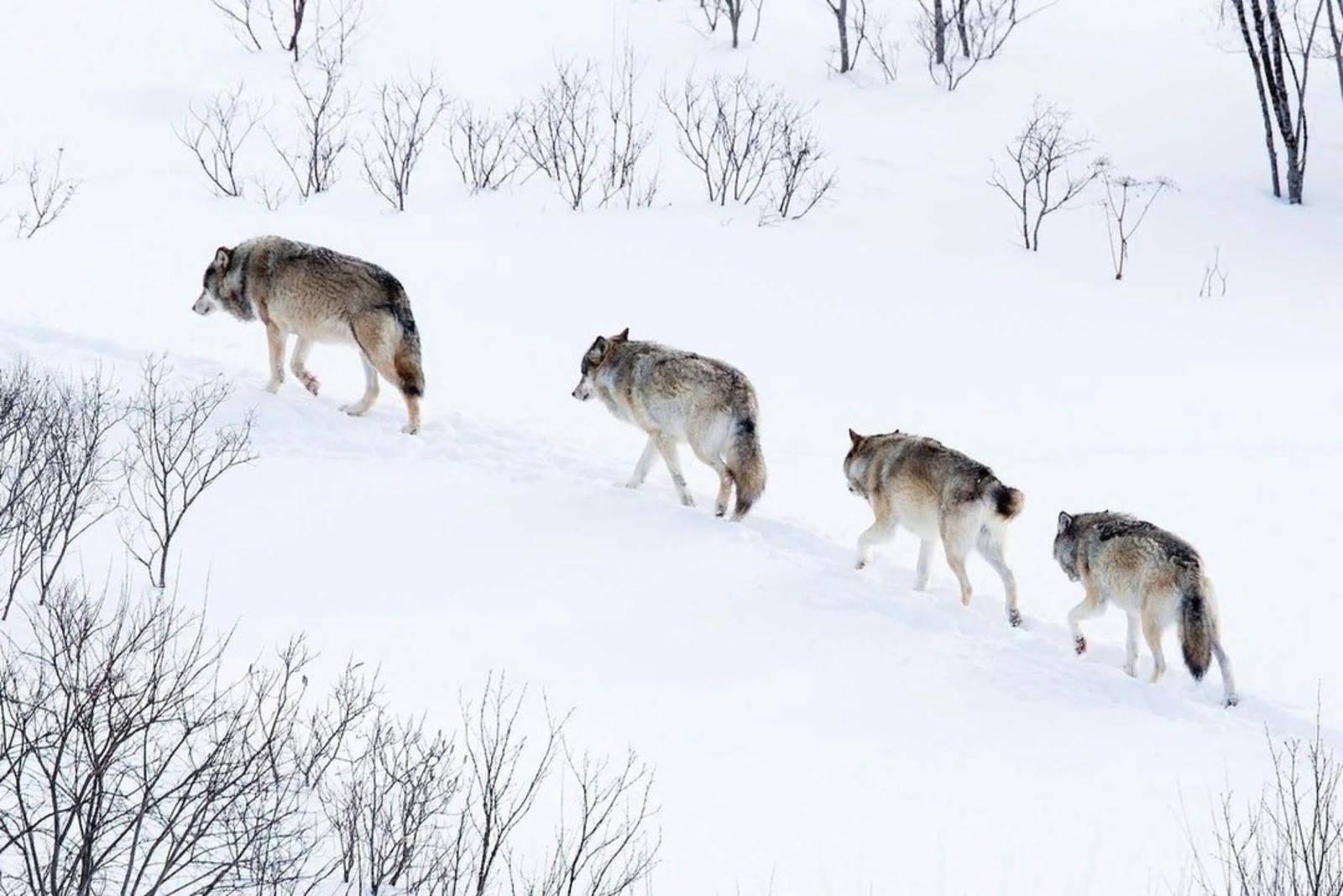 Бүреләр Күгәрсенгә китте