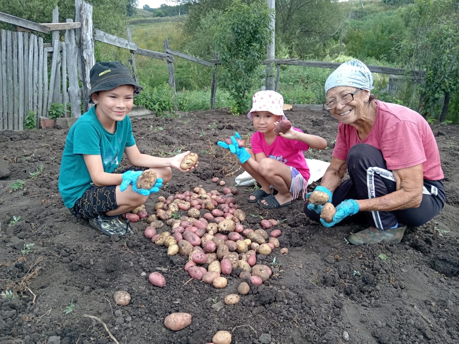 Бәрәңге бик уңды