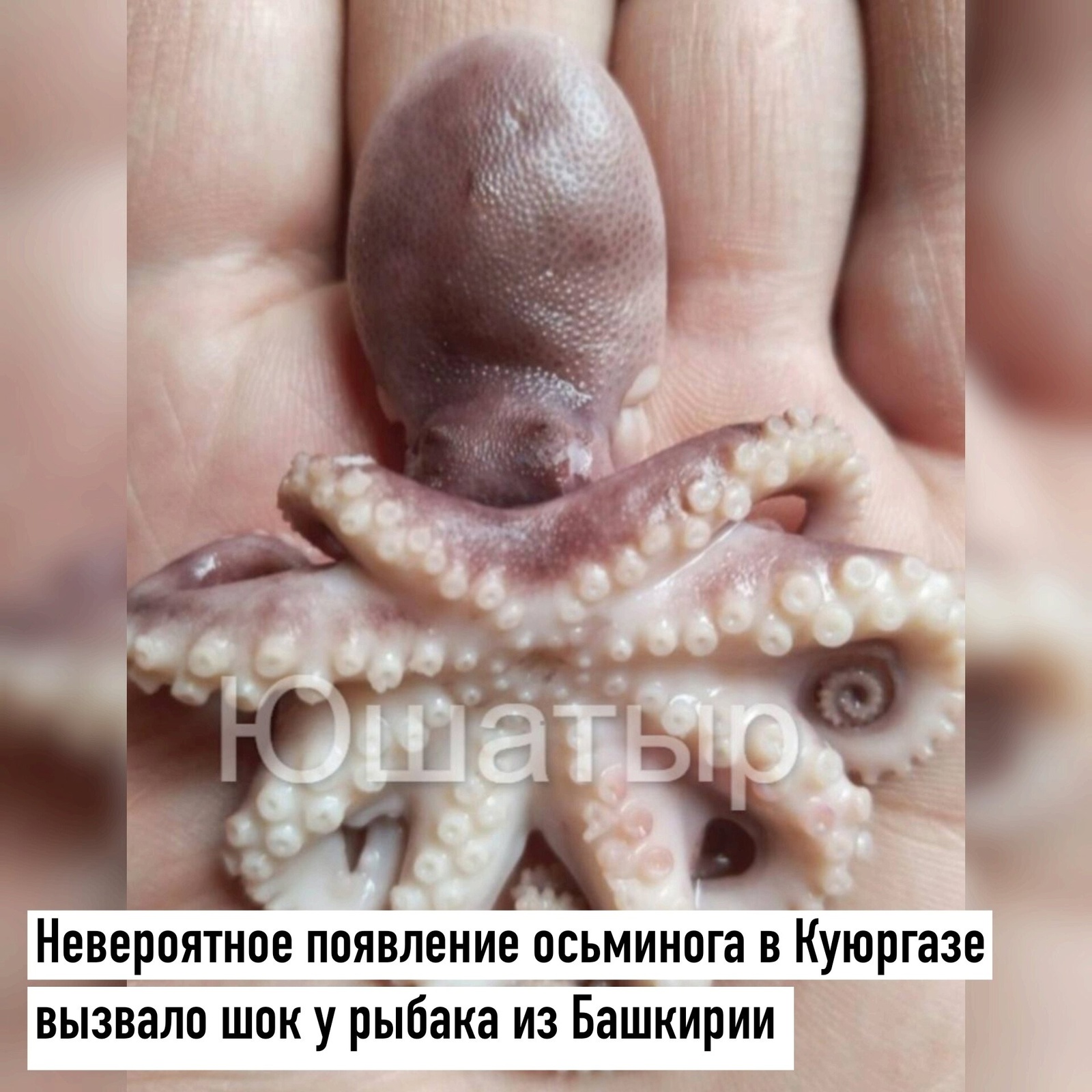 Невероятное появление осьминога в Куюргазе вызвало шок у рыбака из Башкирии