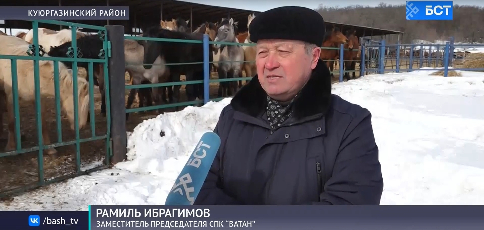 В Куюргазинском районе в комфортных условиях содержат лошадей башкирской породы