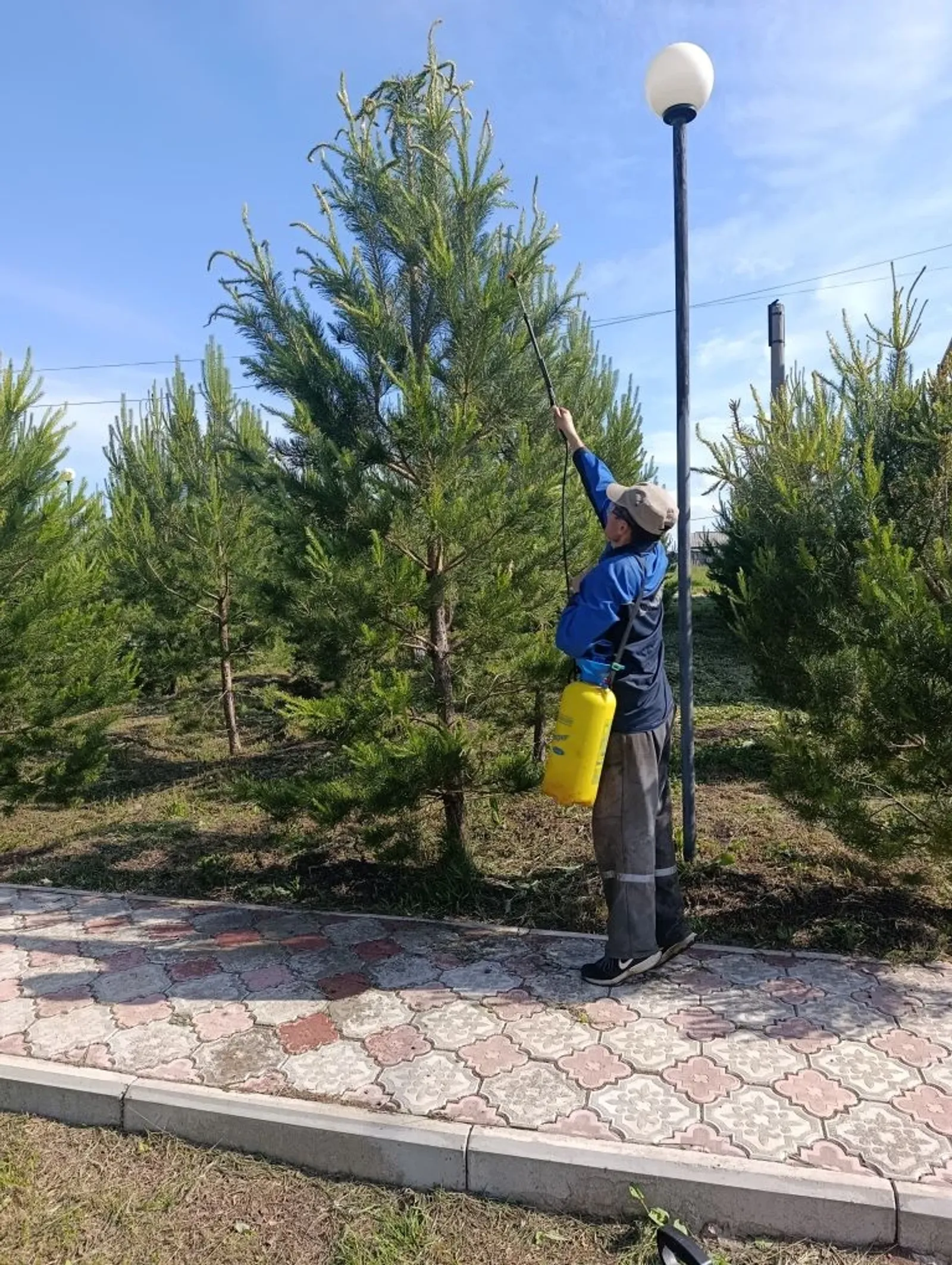 Яҡшымбәттә ҡара ҡарышлауыҡтар барлыҡҡа килгән