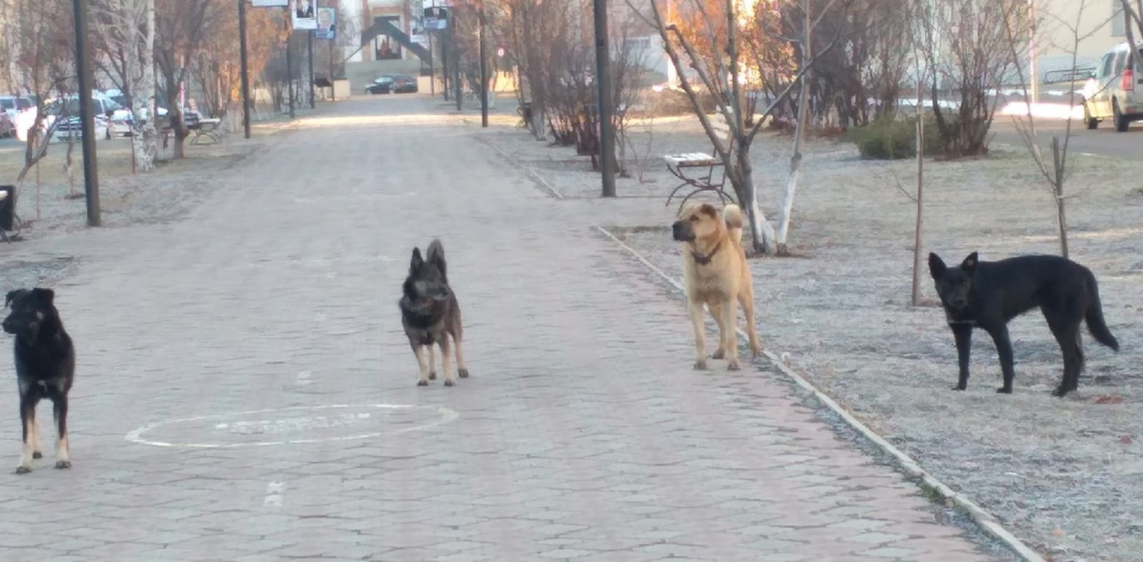 Бродячие собаки останутся в приютах Башкирии до конца жизни
