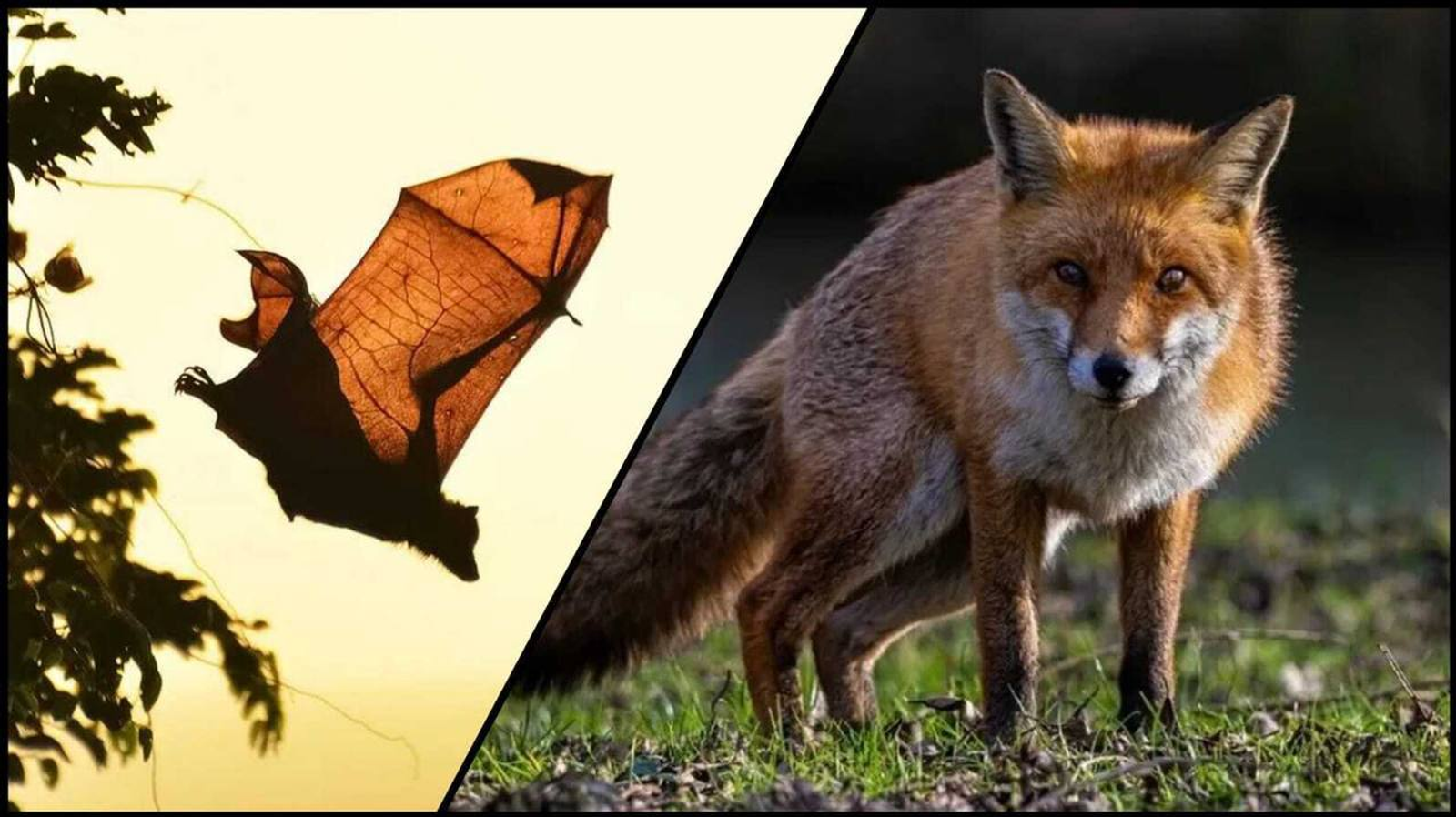 В селе Старая Отрада Куюргазинского района на крышу частного дома забралась лиса